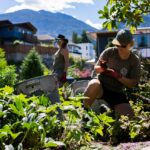 Yard maintenance 